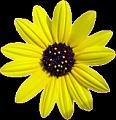 fleurs et nature (142)